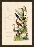 Oiseaux Grande
