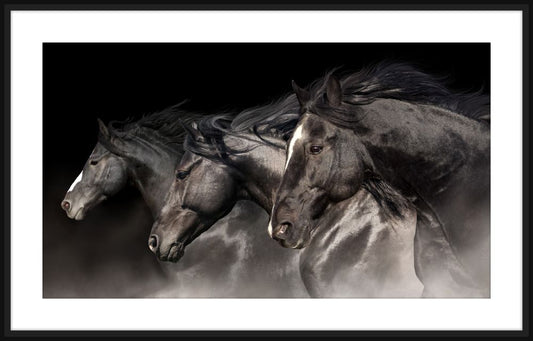Black Horses Running
