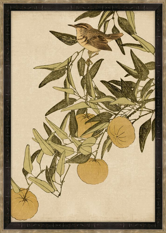 Asian Aviary Petite VI