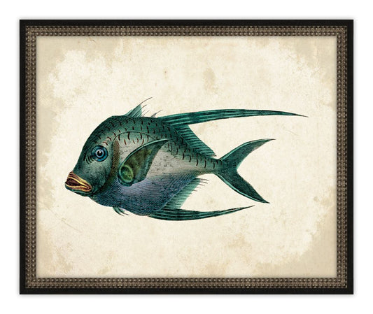 Antique Fish I