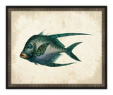 Antique Fish I