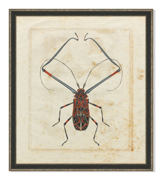 Insect I