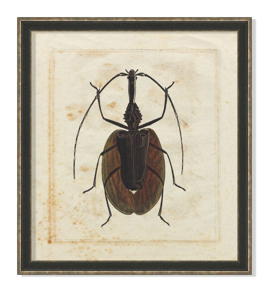 Insect II