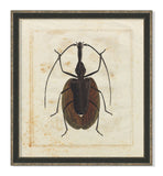 Insect II
