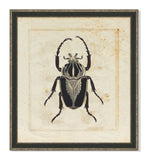 Insect III