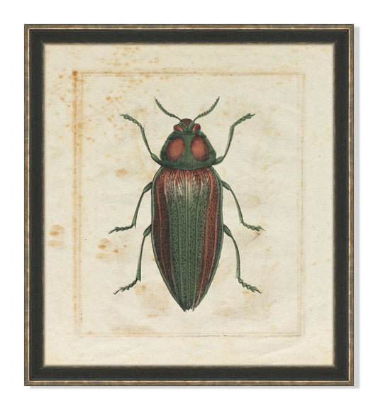 Insect IV