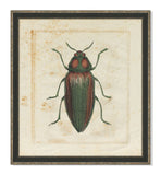 Insect IV