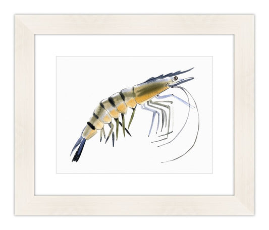 Watercolor Prawn