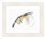 Watercolor Prawn