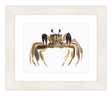Watercolor Sand Crab