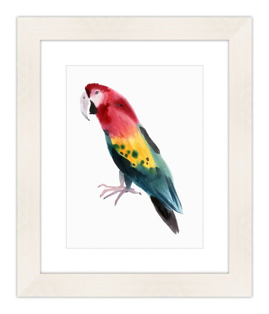 Watercolor Macaw