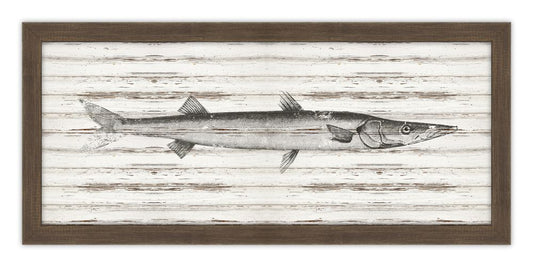Barracuda on Driftwood