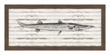 Barracuda on Driftwood