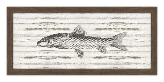 Croaker on Driftwood
