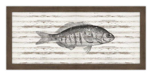 Largemouth Bass on Driftwood