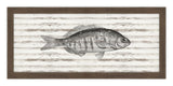 Largemouth Bass on Driftwood