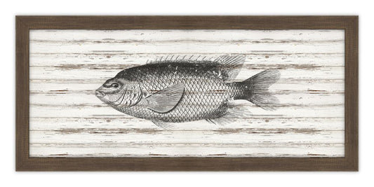 Sunfish on Driftwood