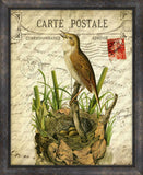 Cartes Postales D'Oiseaux II