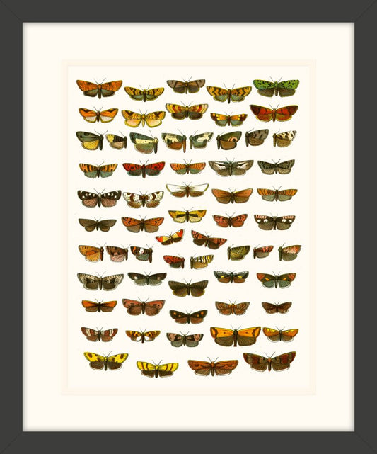 Butterfly Charts I