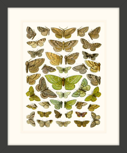 Butterfly Charts II