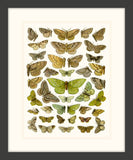 Butterfly Charts II