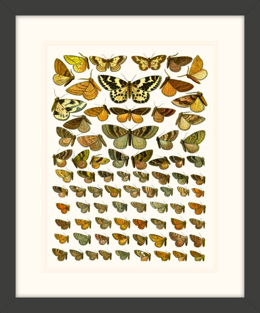 Butterfly Charts III