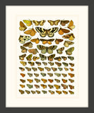 Butterfly Charts III