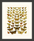 Butterfly Charts IV