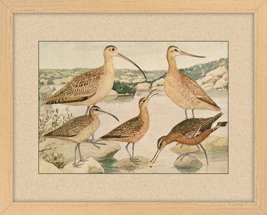 Shore Birds I