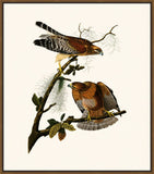 Audubon's Red Shouldered Hawk