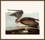 Audubon's Brown Pelican