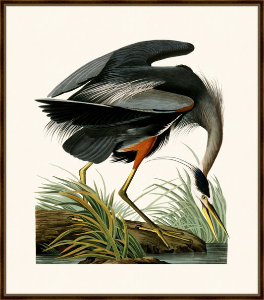 Audubon's Great Blue Heron