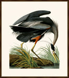 Audubon's Great Blue Heron
