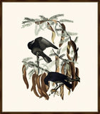 Audubon's Fish Crow