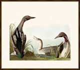 Audubon's Black Throated Diver