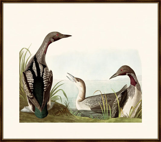 Audubon's Black Throated Diver