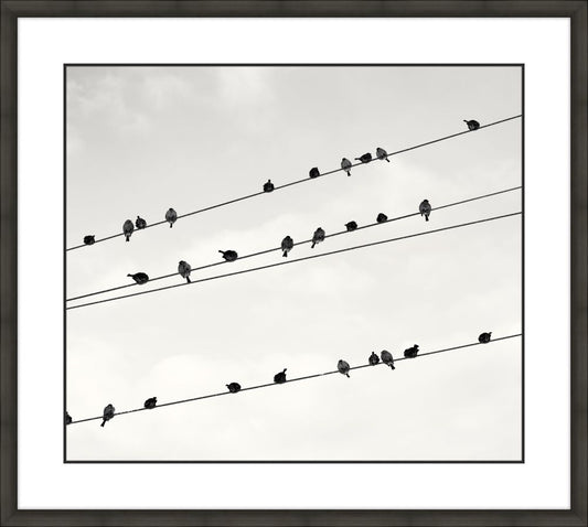 Birds on a Wire II