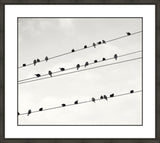 Birds on a Wire II