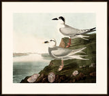 Audubon's Terns