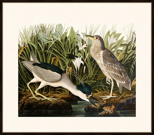 Audubon's Night Heron