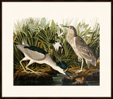 Audubon's Night Heron