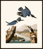 Audubon's Belted Kingfisher