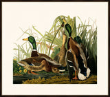 Audubon's Mallard Duck