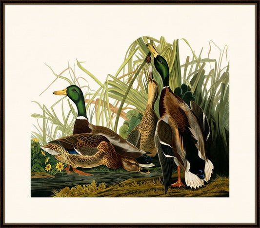 Audubon's Mallard Duck