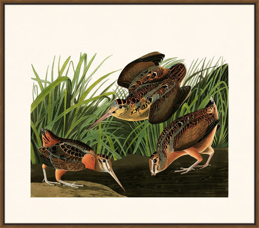 Audubon's American Woodcock