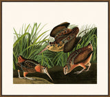Audubon's American Woodcock