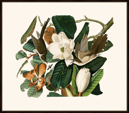 Audubon's Black-Billed Cuckoo