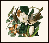 Audubon's Black-Billed Cuckoo