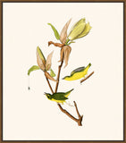 Audubon's Kentucky Warbler
