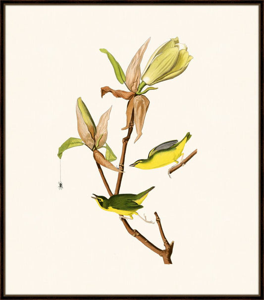 Audubon's Kentucky Warbler